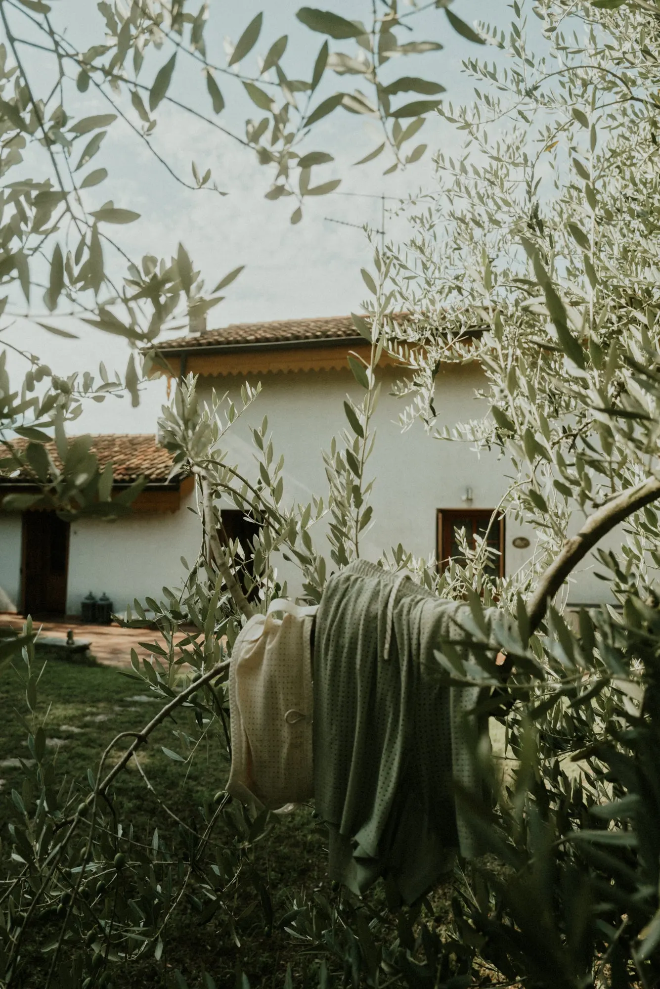 Running apparel draped in an olive grove, Currently Running